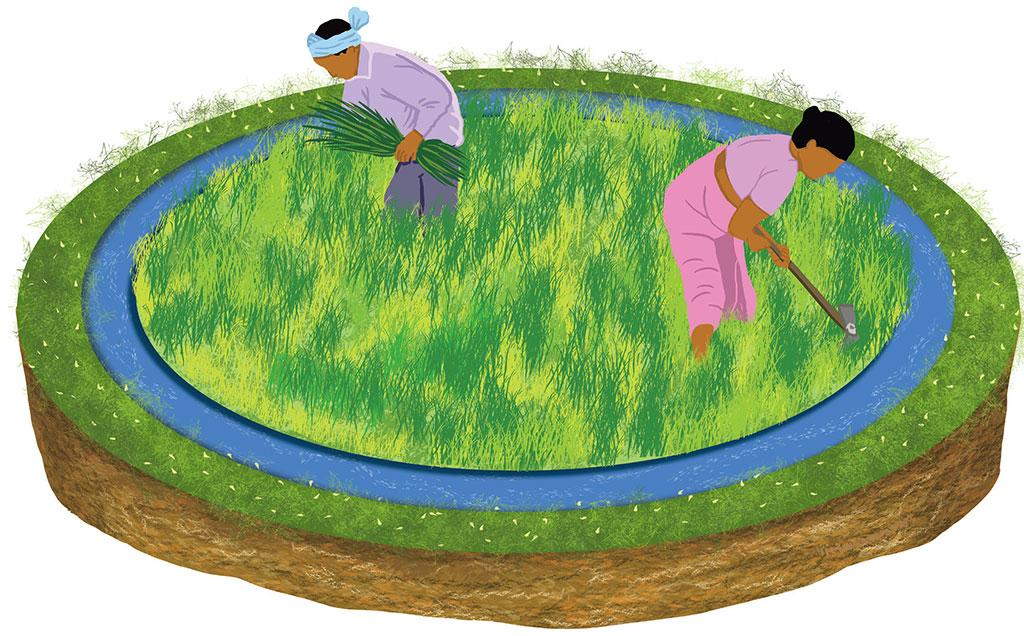 Zero-budget natural farming brought big gains for Andhra farmers