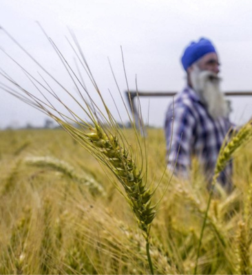 From Data to Decisions- What Bharat-VISTAAR Needs to Transform Indian Agriculture