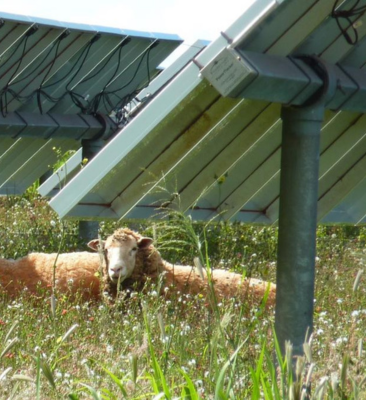 How agriPV can turn India’s farms into dual-purpose powerhouses