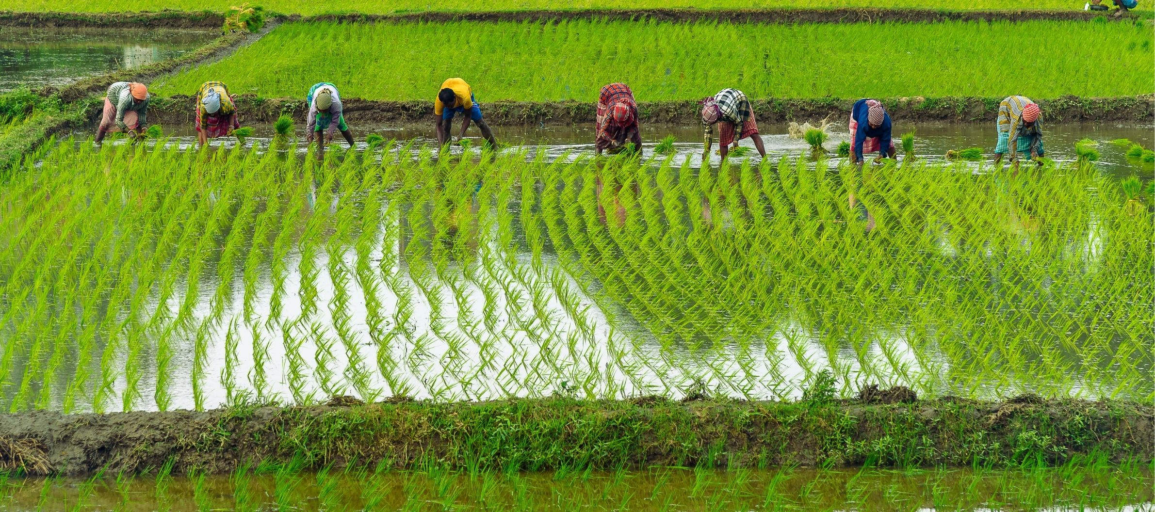 <span>Capacity-Building and Training Programme on </span>Prioritised Climate-Smart Agriculture Practices in Angul District