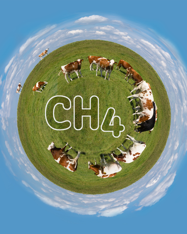 Low-methane feed strategies: An untapped carbon credit engine for India’s dairy sector