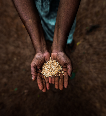 ‘Enormous risk to food security’: Land degradation can’t be the price India pays